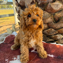 Load image into Gallery viewer, BONNIE - Female Toy / Mini Cavoodle - Ready Now