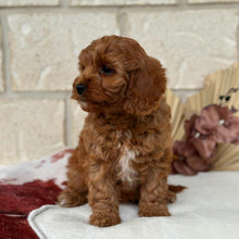 Load image into Gallery viewer, BONNIE - Female Toy / Mini Cavoodle - Ready Now