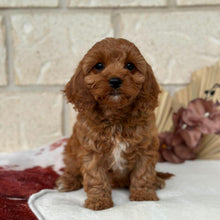 Load image into Gallery viewer, BONNIE - Female Toy / Mini Cavoodle - Ready Now