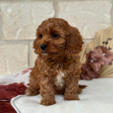 Load image into Gallery viewer, BONNIE - Female Toy / Mini Cavoodle - Ready Now