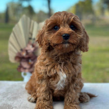 Load image into Gallery viewer, BONNIE - Female Toy / Mini Cavoodle - Ready Now