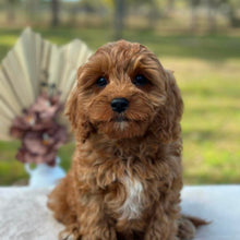 Load image into Gallery viewer, BONNIE - Female Toy / Mini Cavoodle - Ready Now
