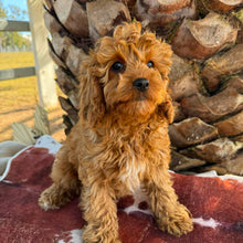 Load image into Gallery viewer, BONNIE - Female Toy / Mini Cavoodle - Ready Now