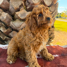 Load image into Gallery viewer, BONNIE - Female Toy / Mini Cavoodle - Ready Now