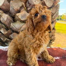 Load image into Gallery viewer, BONNIE - Female Toy / Mini Cavoodle - Ready Now