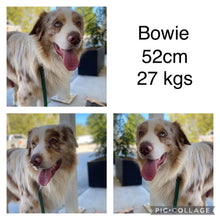 Load image into Gallery viewer, PORTIA - Female Australian Shepherd - Ready Now  🥳 MANAGERS BIRTHDAY SPECIAL