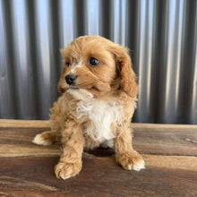 Load image into Gallery viewer, BRAXTON - Male Toy Cavoodle - Ready Now