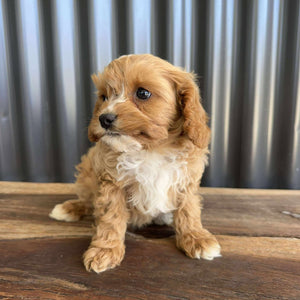 BRAXTON - Male Toy Cavoodle - Ready Now