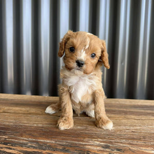 BRAXTON - Male Toy Cavoodle - Ready Now