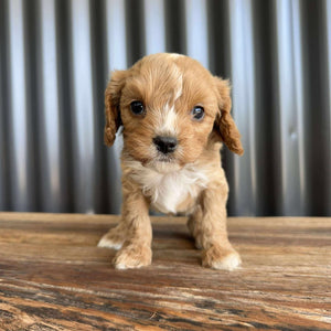 BRAXTON - Male Toy Cavoodle - Ready Now