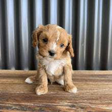 Load image into Gallery viewer, BRAXTON - Male Toy Cavoodle - Ready Now
