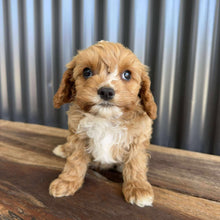 Load image into Gallery viewer, BRAXTON - Male Toy Cavoodle - Ready Now