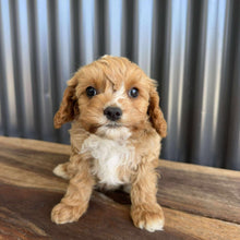 Load image into Gallery viewer, BRAXTON - Male Toy Cavoodle - Ready Now