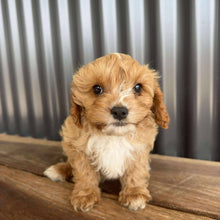 Load image into Gallery viewer, BRAXTON - Male Toy Cavoodle - Ready Now