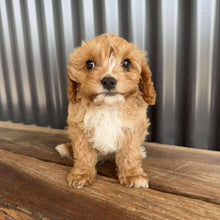 Load image into Gallery viewer, BRAXTON - Male Toy Cavoodle - Ready Now