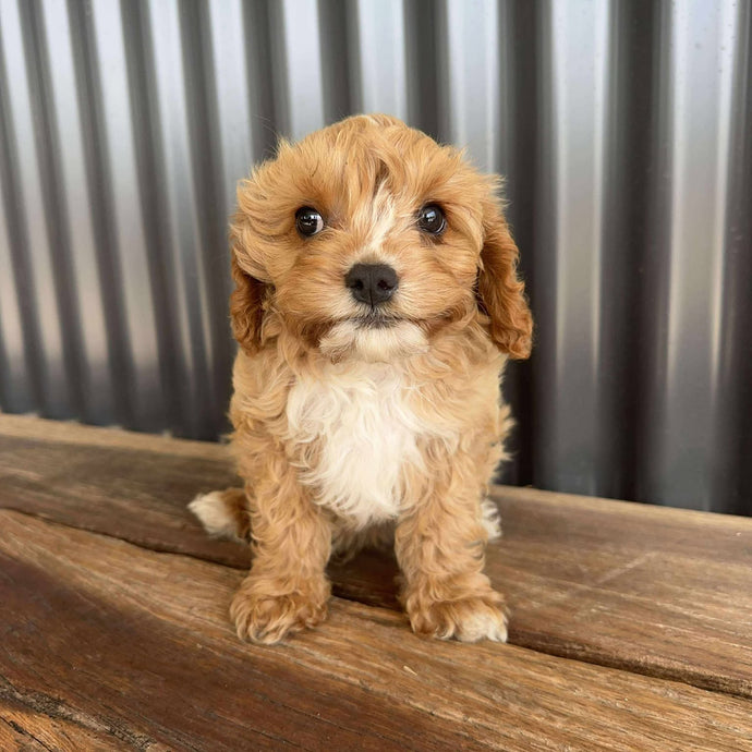 BRAXTON - Male Toy Cavoodle - Ready Now