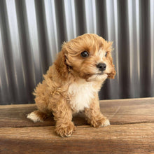 Load image into Gallery viewer, BRAXTON - Male Toy Cavoodle - Ready Now