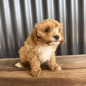BRAXTON - Male Toy Cavoodle - Ready Now