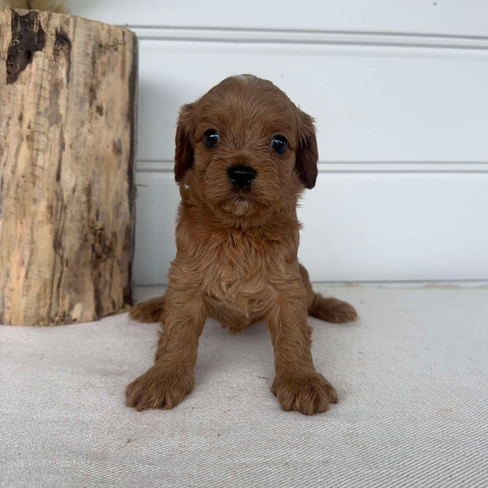 BRENDA - Female Toy Cavoodle - Ready 2nd November