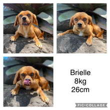 Load image into Gallery viewer, BLAINE - Male Cavoodle X - Ready 14th Nov