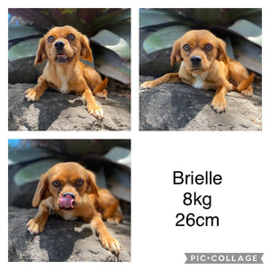 BLAINE - Male Cavoodle X - Ready 14th Nov