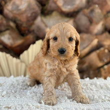 Load image into Gallery viewer, BRITNEY - Female Mini Spoodle - Ready 27th Aug