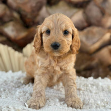 Load image into Gallery viewer, BRITNEY - Female Mini Spoodle - Ready 27th Aug
