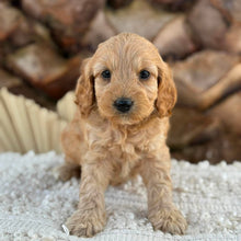 Load image into Gallery viewer, BRITNEY - Female Mini Spoodle - Ready 27th Aug