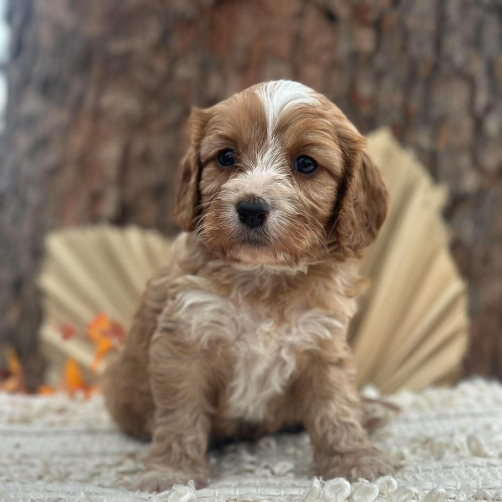BRONC - Male Toy Cavoodle - Ready 11th Nov