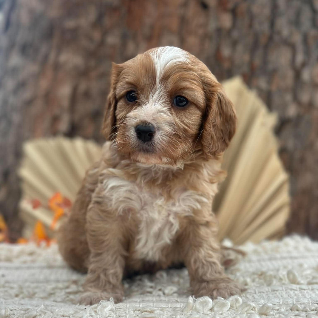 BRONC - Male Toy Cavoodle - Ready 11th Nov
