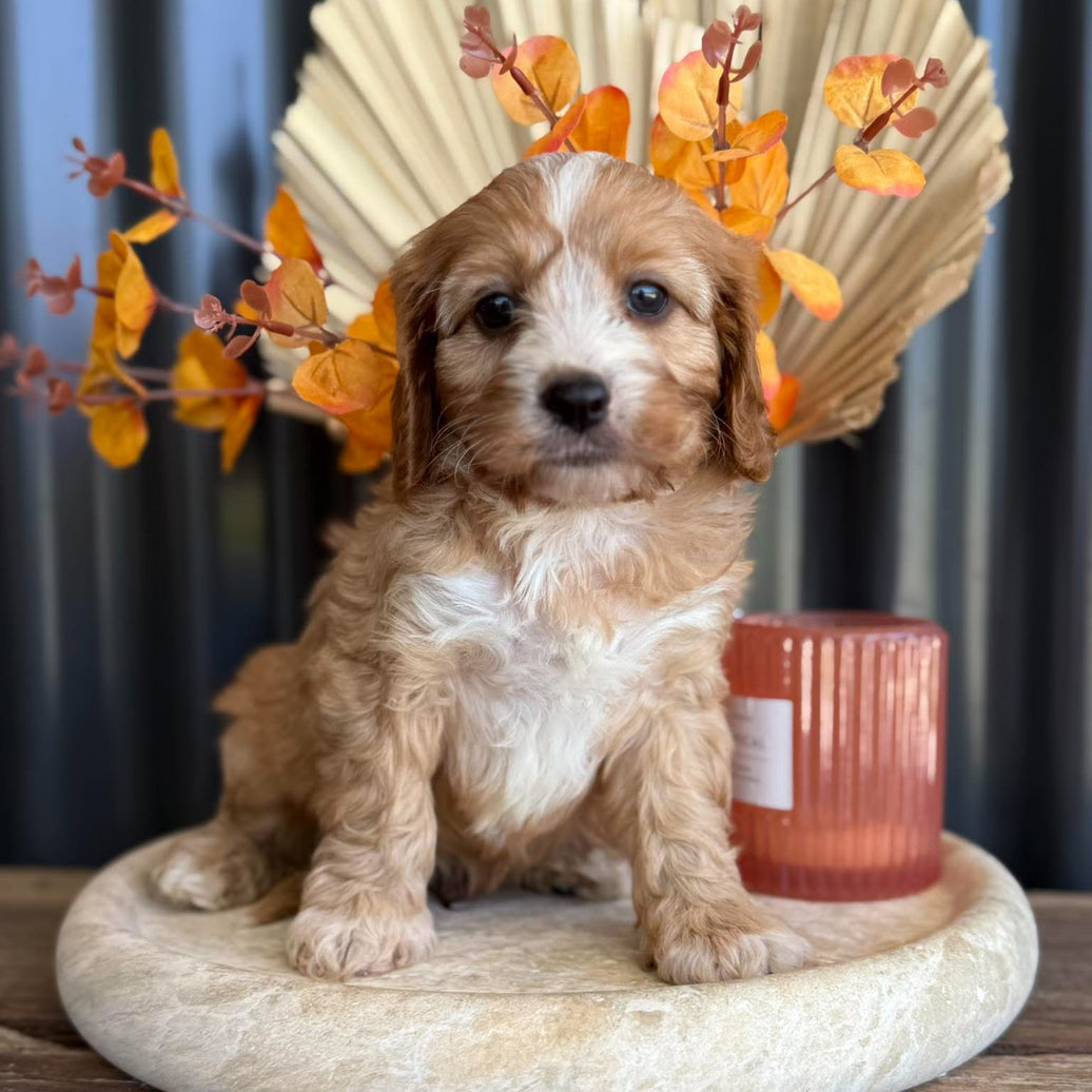 BRONC - Male Toy Cavoodle - Ready 11th Nov