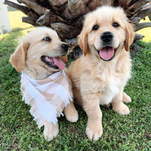 Load image into Gallery viewer, .🌟PRESTON - Male Golden Retriever - Ready Now