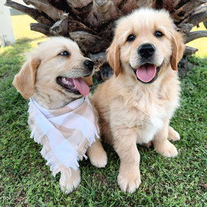 .🌟PRESTON - Male Golden Retriever - Ready Now