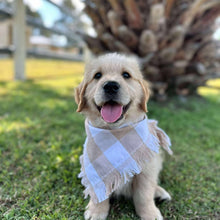 Load image into Gallery viewer, .🌟PRESTON - Male Golden Retriever - Ready Now