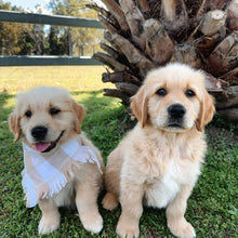 Load image into Gallery viewer, .🌟PRESTON - Male Golden Retriever - Ready Now
