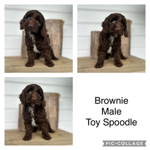 BROWNIE - Male Toy Spoodle - Ready Now