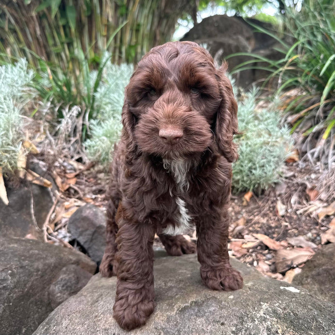 BROWNIE - Male Toy Spoodle - Ready Now