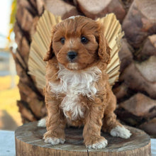 Load image into Gallery viewer, BRUNO - Male Toy Cavoodle - Ready 7th Sept NOW