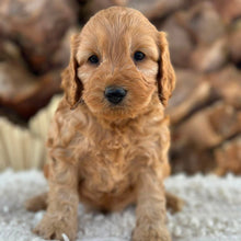 Load image into Gallery viewer, BRUNO - Male Mini Spoodle - Ready 27th Aug