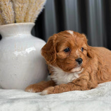 Load image into Gallery viewer, BRUNO - Male Toy Cavoodle - Ready 7th Sept