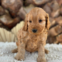 Load image into Gallery viewer, BRUNO - Male Mini Spoodle - Ready 27th Aug