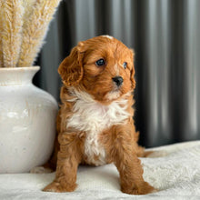 Load image into Gallery viewer, BRUNO - Male Toy Cavoodle - Ready 7th Sept