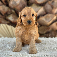 Load image into Gallery viewer, BRUNO - Male Mini Spoodle - Ready 27th Aug