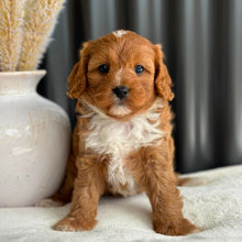 Load image into Gallery viewer, BRUNO - Male Toy Cavoodle - Ready 7th Sept