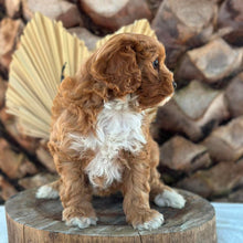 Load image into Gallery viewer, BRUNO - Male Toy Cavoodle - Ready 7th Sept NOW
