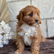 Load image into Gallery viewer, BRUNO - Male Toy Cavoodle - Ready for Home NOW