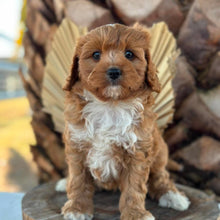 Load image into Gallery viewer, BRUNO - Male Toy Cavoodle - Ready 7th Sept NOW