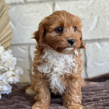 Load image into Gallery viewer, BRUNO - Male Toy Cavoodle - Ready for Home NOW