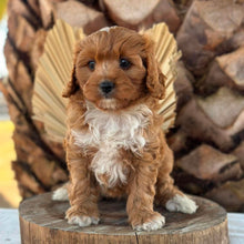 Load image into Gallery viewer, BRUNO - Male Toy Cavoodle - Ready 7th Sept NOW