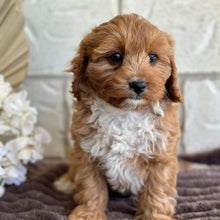 Load image into Gallery viewer, BRUNO - Male Toy Cavoodle - Ready for Home NOW